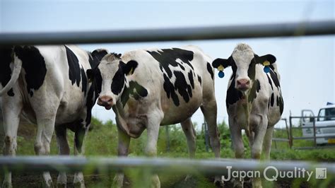 牛 習性|牛の気性と習性（きしょうとしゅうせい）｜ 穏やか 